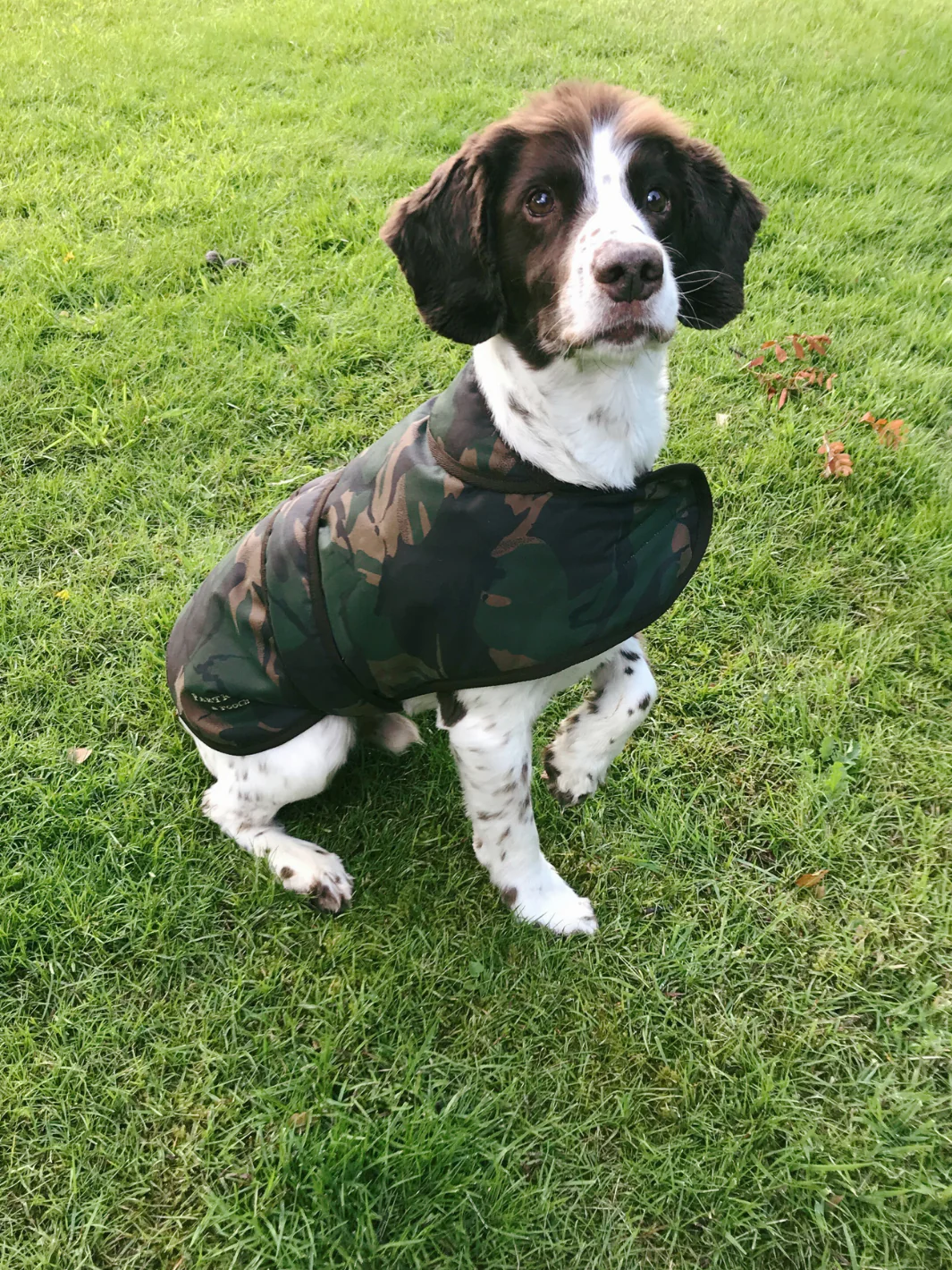 Dog Coat - Camo Wax - Image 3