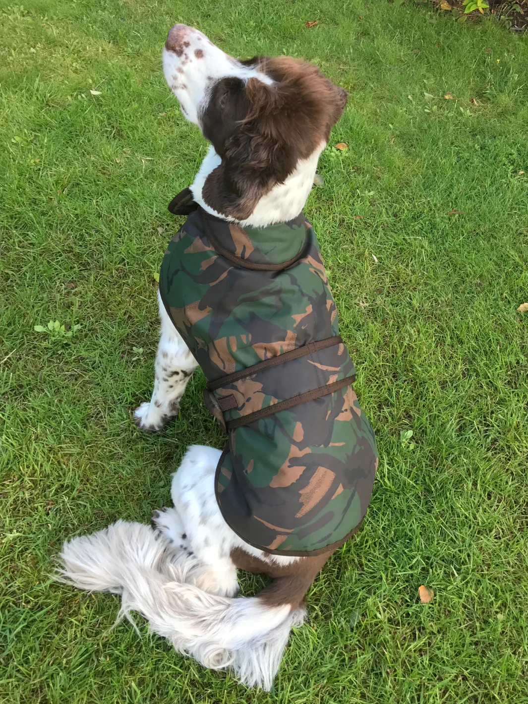 Dog Coat - Camo Wax - Image 4