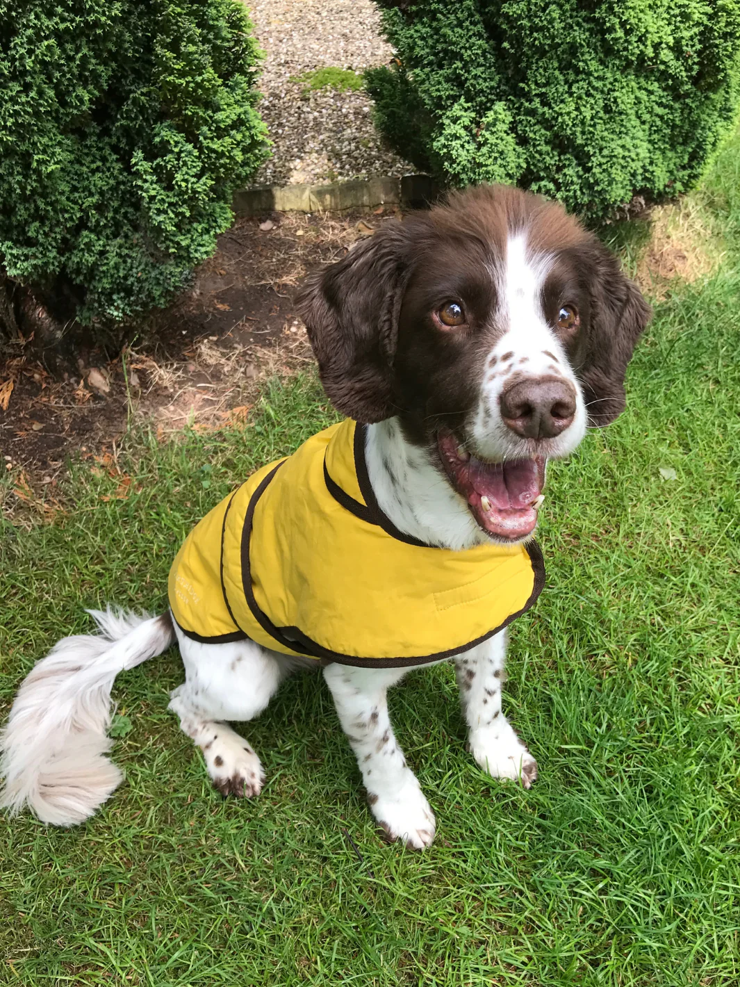 Dog Coat - Sunflower Yellow Wax - Image 3