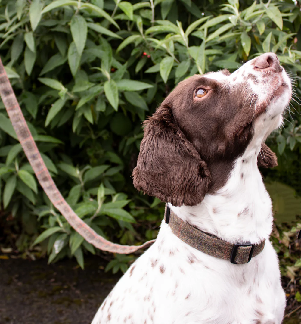 Dog Lead - Brown Waxed Tweed - Image 4