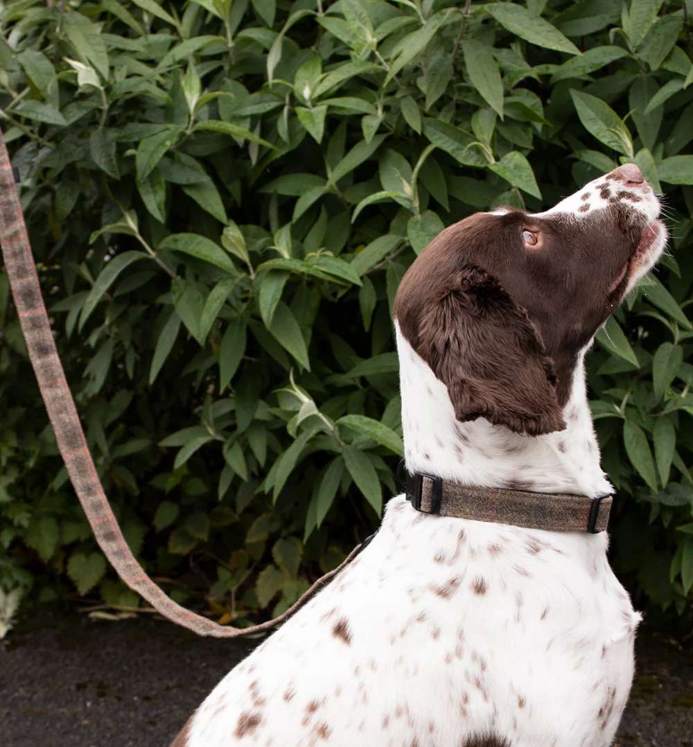 Dog Lead - Brown Waxed Tweed - Image 5